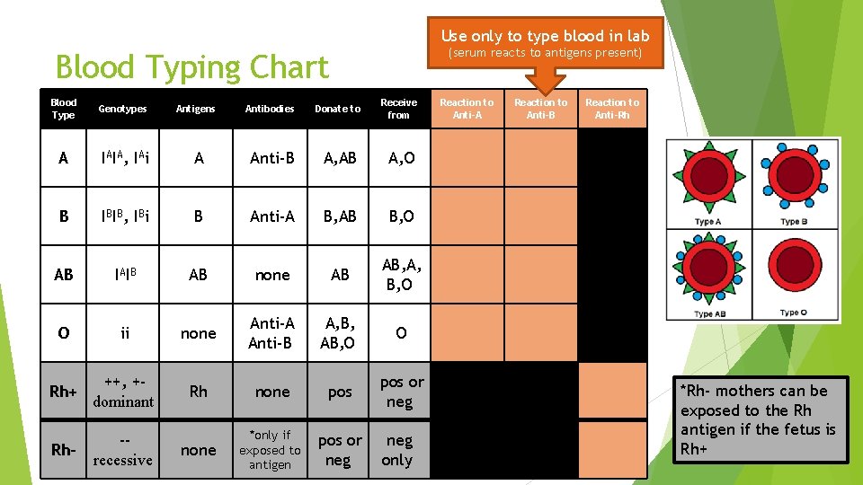 Use only to type blood in lab (serum reacts to antigens present) Blood Typing