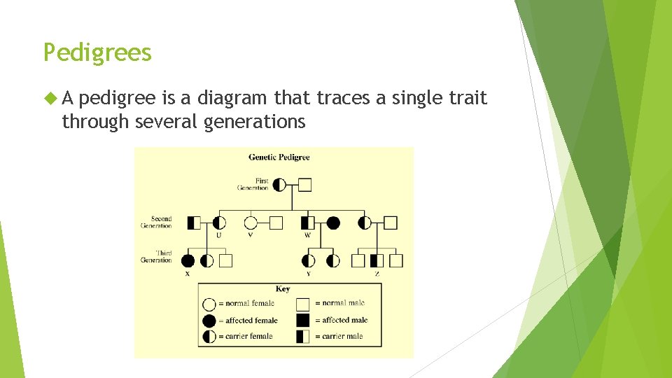 Pedigrees A pedigree is a diagram that traces a single trait through several generations