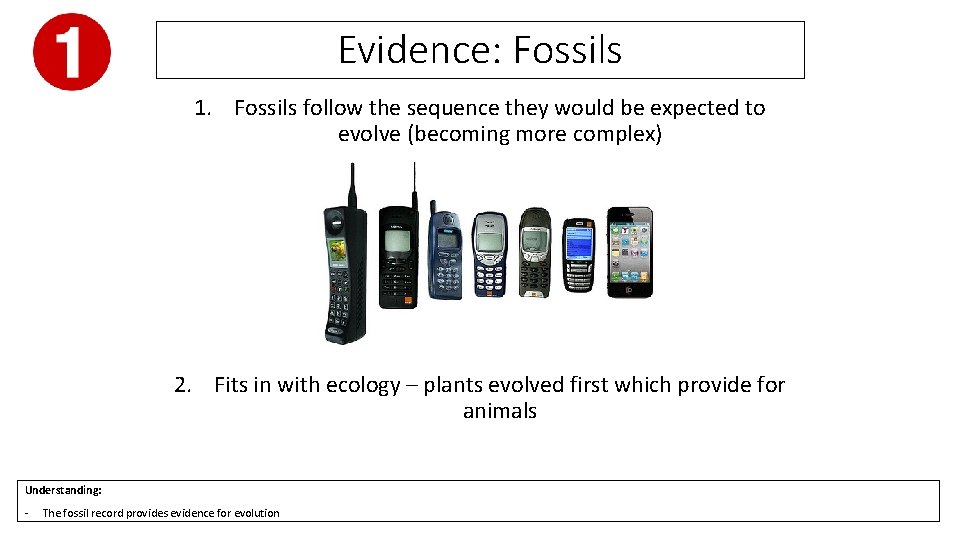 Evidence: Fossils 1. Fossils follow the sequence they would be expected to evolve (becoming