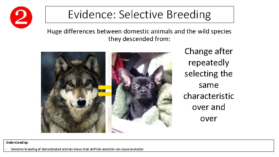 Evidence: Selective Breeding Huge differences between domestic animals and the wild species they descended