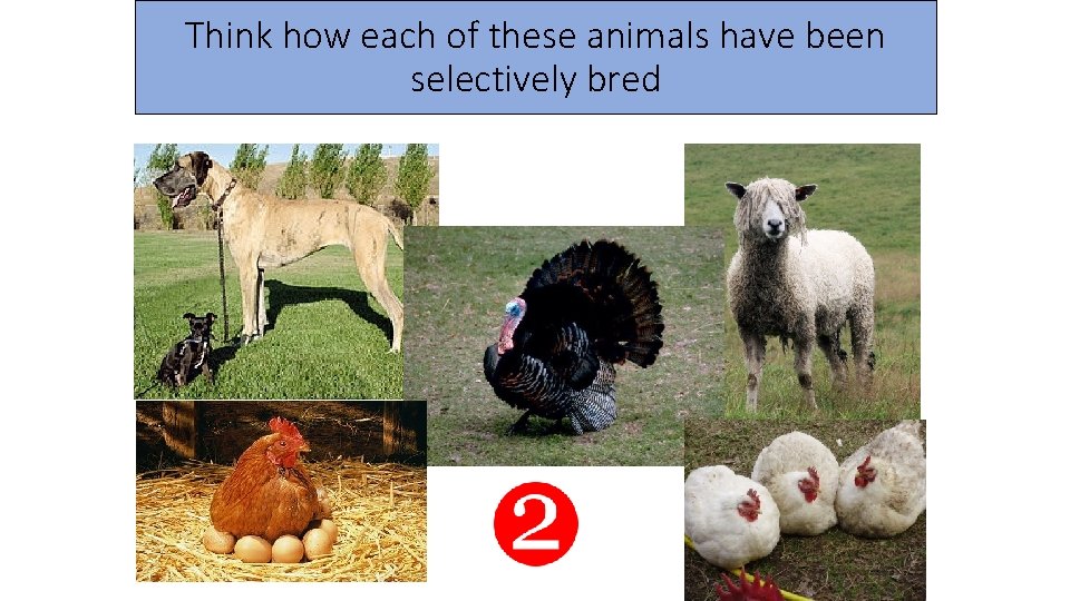 Think how each of these animals have been selectively bred 