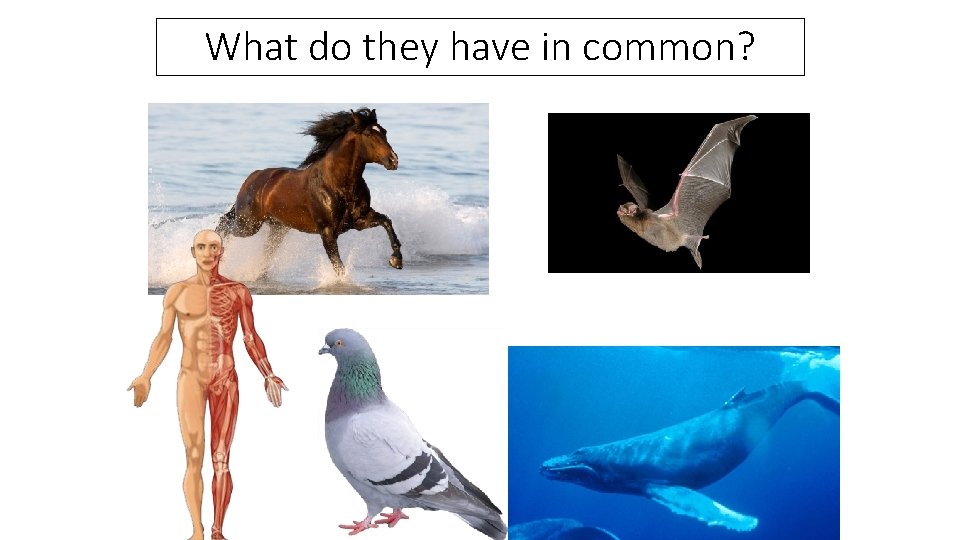 What do they have in common? 