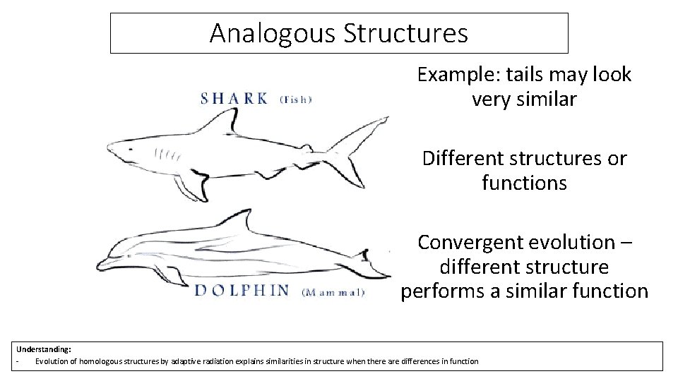 Analogous Structures Example: tails may look very similar Different structures or functions Convergent evolution