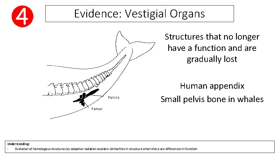 Evidence: Vestigial Organs Structures that no longer have a function and are gradually lost