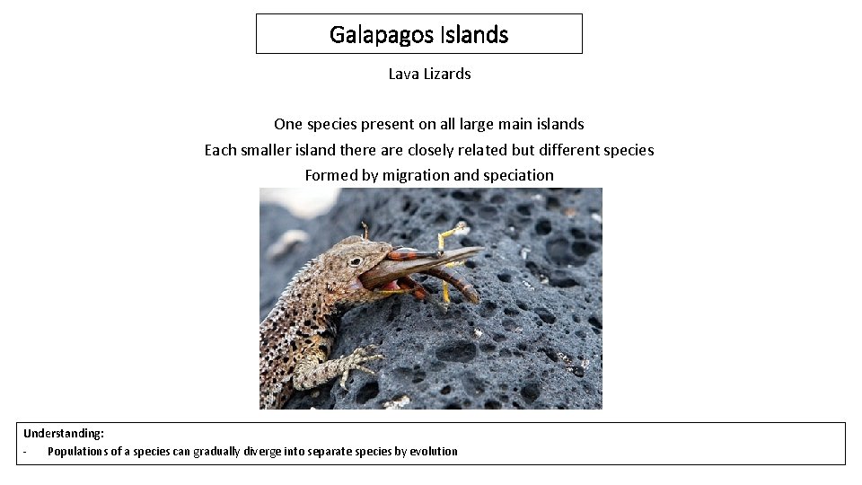 Galapagos Islands Lava Lizards One species present on all large main islands Each smaller