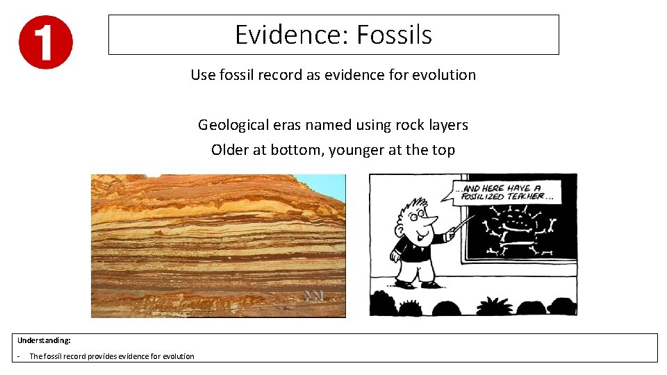 Evidence: Fossils Use fossil record as evidence for evolution Geological eras named using rock