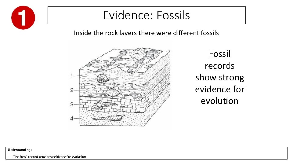 Evidence: Fossils Inside the rock layers there were different fossils Fossil records show strong