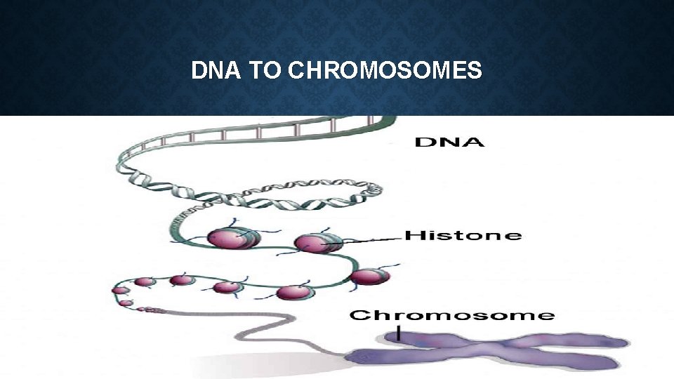 DNA TO CHROMOSOMES 