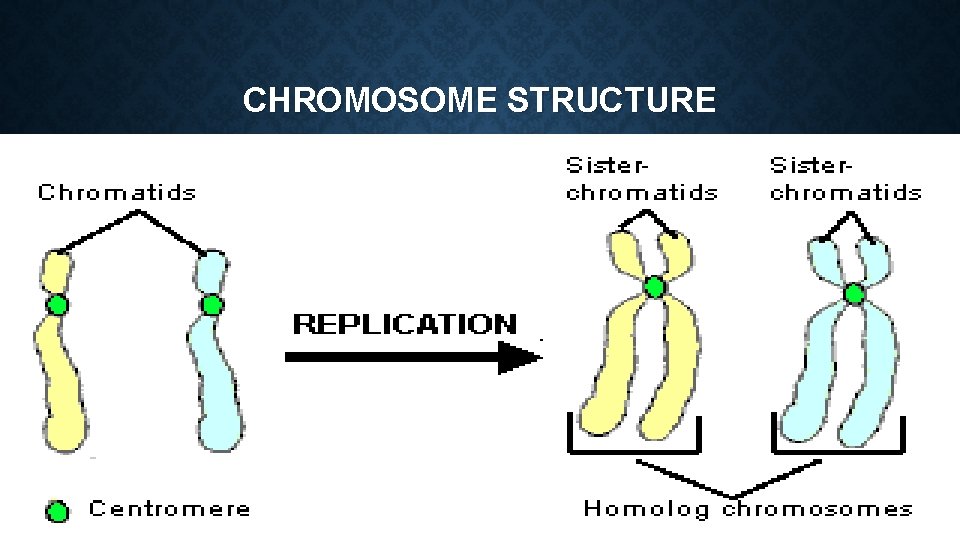 CHROMOSOME STRUCTURE 