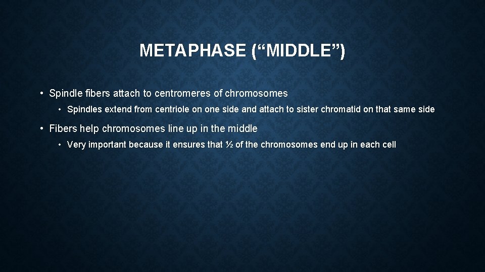 METAPHASE (“MIDDLE”) • Spindle fibers attach to centromeres of chromosomes • Spindles extend from