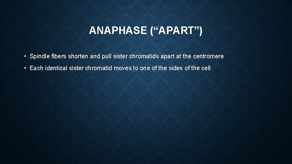 ANAPHASE (“APART”) • Spindle fibers shorten and pull sister chromatids apart at the centromere