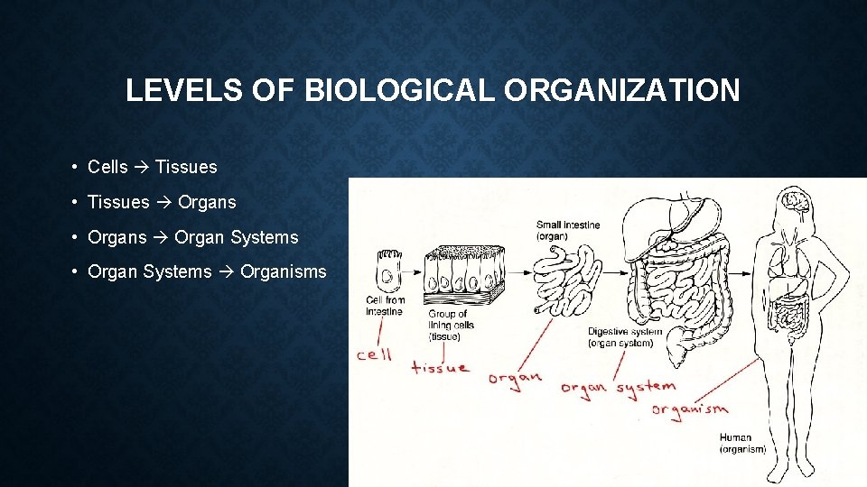 LEVELS OF BIOLOGICAL ORGANIZATION • Cells Tissues • Tissues Organs • Organs Organ Systems