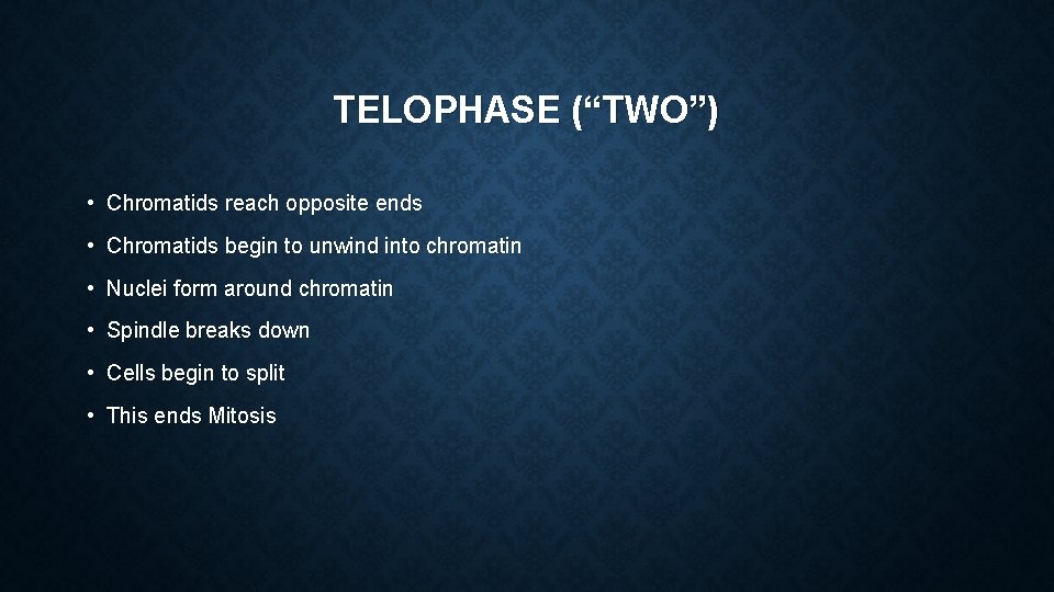 TELOPHASE (“TWO”) • Chromatids reach opposite ends • Chromatids begin to unwind into chromatin