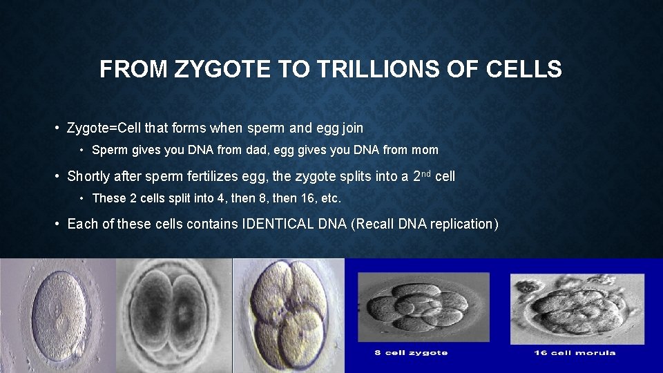 FROM ZYGOTE TO TRILLIONS OF CELLS • Zygote=Cell that forms when sperm and egg