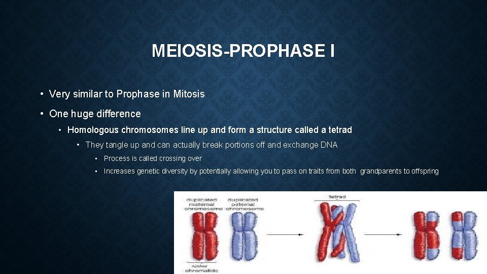 MEIOSIS-PROPHASE I • Very similar to Prophase in Mitosis • One huge difference •