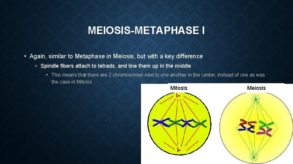 MEIOSIS-METAPHASE I • Again, similar to Metaphase in Meiosis, but with a key difference