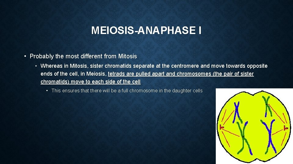 MEIOSIS-ANAPHASE I • Probably the most different from Mitosis • Whereas in Mitosis, sister