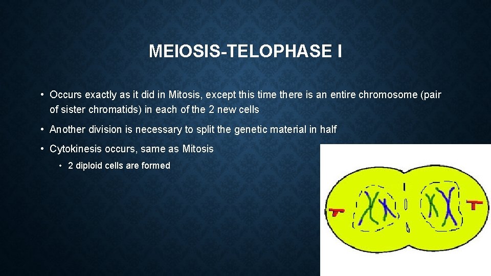 MEIOSIS-TELOPHASE I • Occurs exactly as it did in Mitosis, except this time there