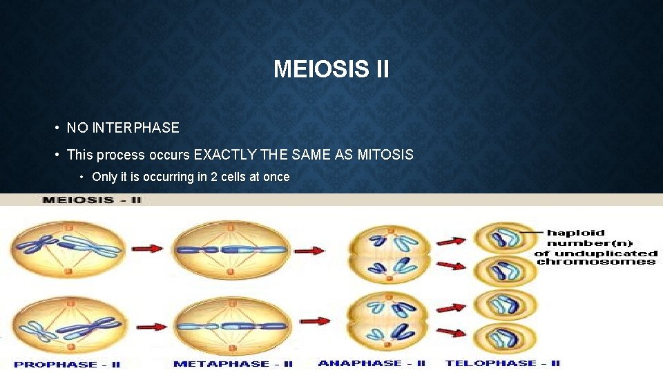 MEIOSIS II • NO INTERPHASE • This process occurs EXACTLY THE SAME AS MITOSIS