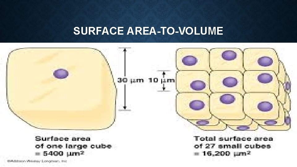 SURFACE AREA-TO-VOLUME 