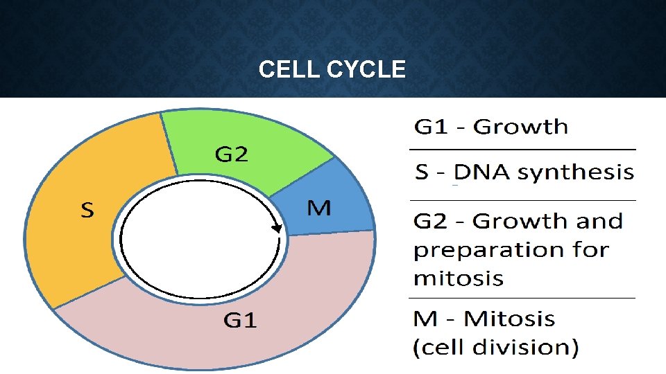 CELL CYCLE 