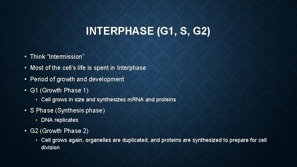 INTERPHASE (G 1, S, G 2) • Think “Intermission” • Most of the cell’s