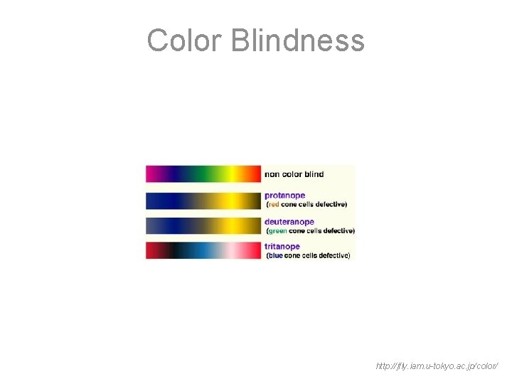 Color Blindness http: //jfly. iam. u-tokyo. ac. jp/color/ 