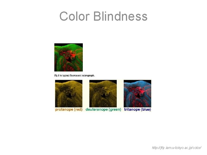 Color Blindness http: //jfly. iam. u-tokyo. ac. jp/color/ 