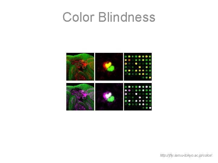 Color Blindness http: //jfly. iam. u-tokyo. ac. jp/color/ 