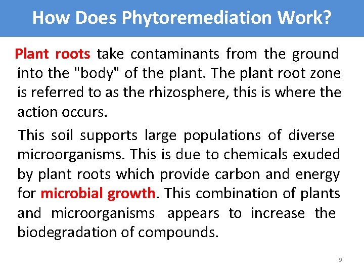 How Does Phytoremediation Work? Plant roots take contaminants from the ground into the "body"