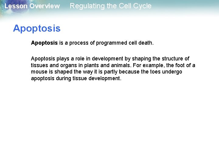 Lesson Overview Regulating the Cell Cycle Apoptosis is a process of programmed cell death.