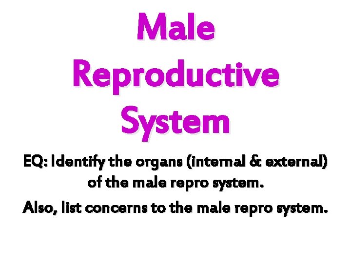 Male Reproductive System EQ: Identify the organs (internal & external) of the male repro