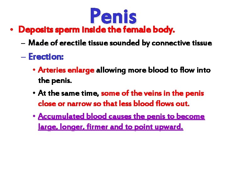 Penis • Deposits sperm inside the female body. – Made of erectile tissue sounded