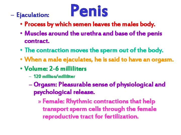 Penis – Ejaculation: • Process by which semen leaves the males body. • Muscles