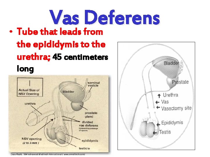 Vas Deferens • Tube that leads from the epididymis to the urethra; 45 centimeters