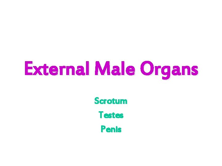 External Male Organs Scrotum Testes Penis 