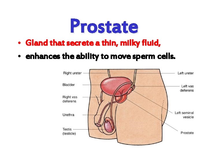 Prostate • Gland that secrete a thin, milky fluid, • enhances the ability to