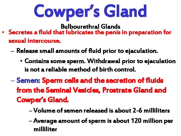 Cowper’s Gland Bulbourethral Glands • Secretes a fluid that lubricates the penis in preparation