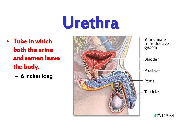 Urethra • Tube in which both the urine and semen leave the body. –