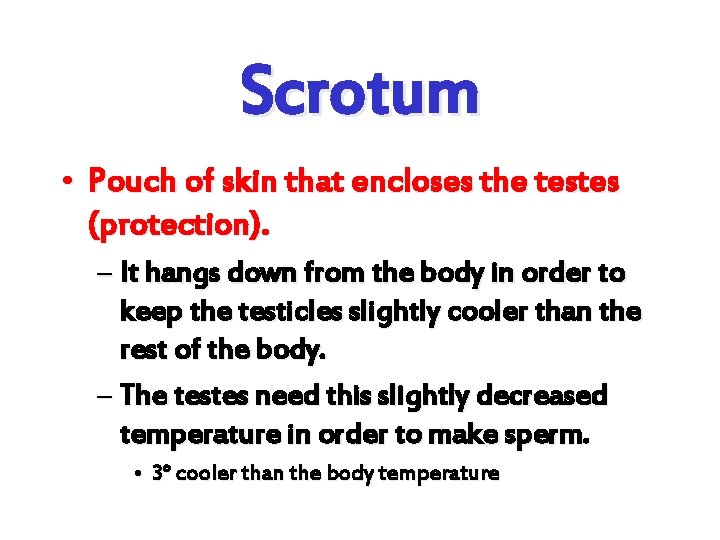 Scrotum • Pouch of skin that encloses the testes (protection). – It hangs down