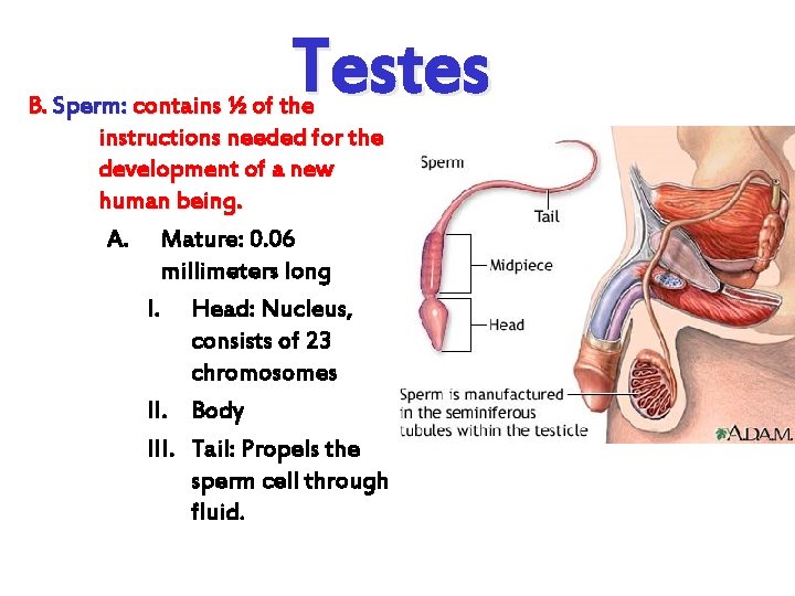 Testes B. Sperm: contains ½ of the instructions needed for the development of a