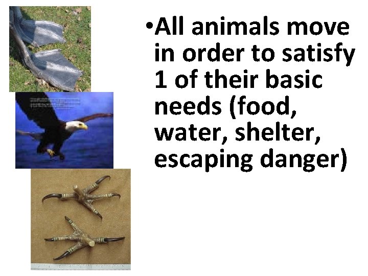  • All animals move in order to satisfy 1 of their basic needs