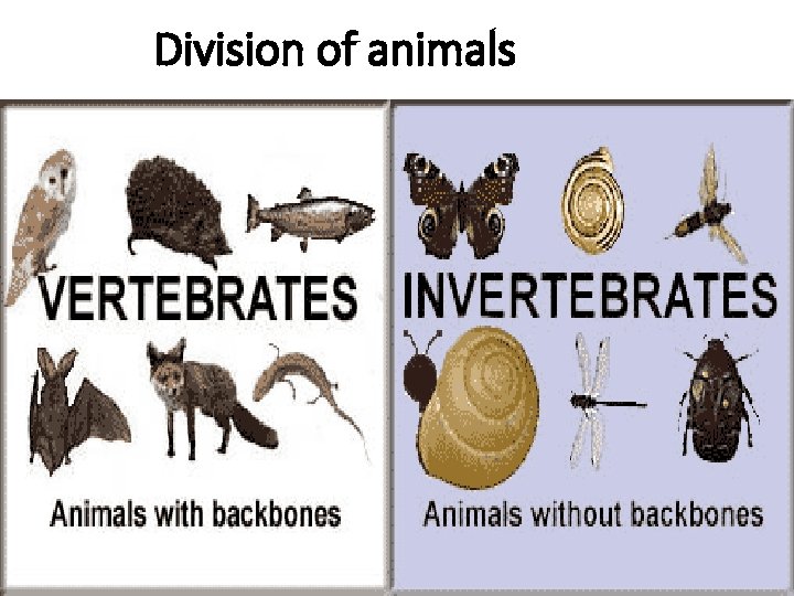 Division of animals 