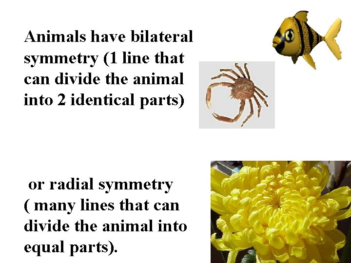 Animals have bilateral symmetry (1 line that can divide the animal into 2 identical