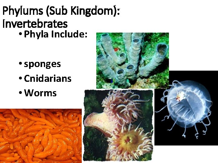Phylums (Sub Kingdom): Invertebrates • Phyla Include: • sponges • Cnidarians • Worms 