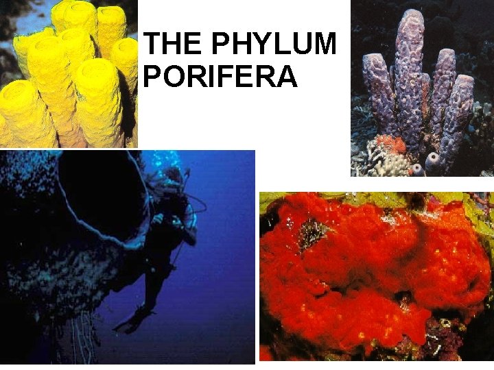 THE PHYLUM PORIFERA 