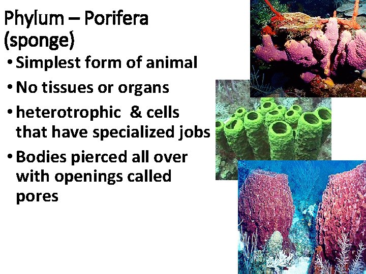 Phylum – Porifera (sponge) • Simplest form of animal • No tissues or organs