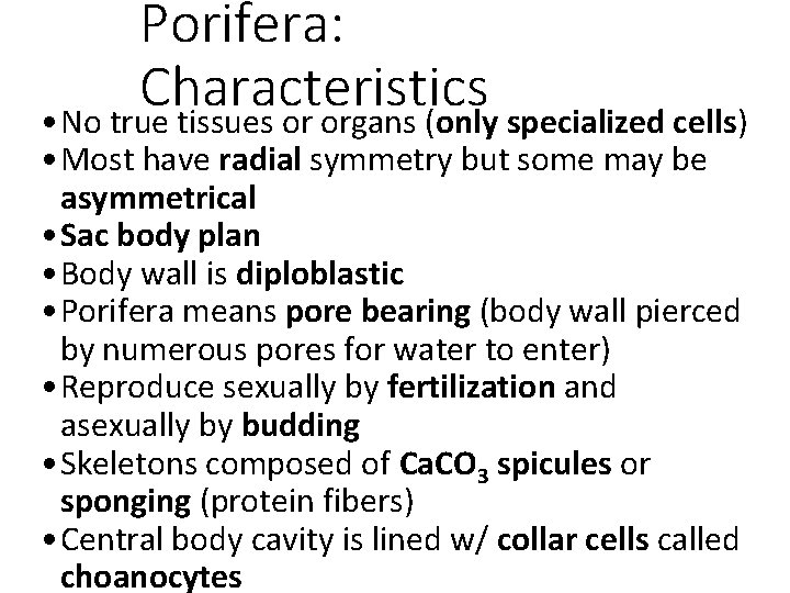Porifera: Characteristics • No true tissues or organs (only specialized cells) • Most have