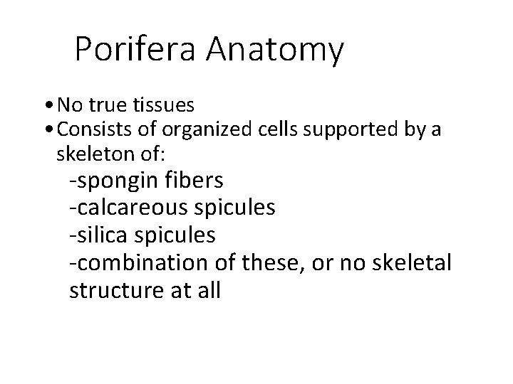 Porifera Anatomy • No true tissues • Consists of organized cells supported by a
