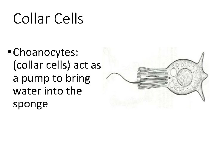 Collar Cells • Choanocytes: (collar cells) act as a pump to bring water into